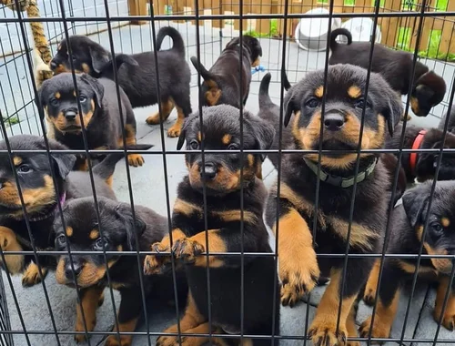 SchöneADRK Rottweilerwelpen abzugeben mit Papieren whatsapp Nummer (+37069673271)