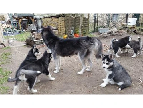 SchöneSiberian Husky Welpen mit papieren whatsapp Nummer (+37069673271)