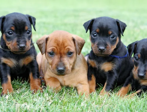 SchöneZwergpinscher Welpen 4 Hündinnen und 3 Rüden mit Papieren  whatsapp Nummer (+37069673271)