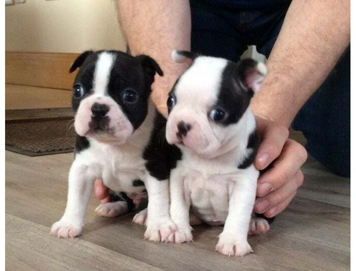 Schöne Boston Terrier Welpen mit papieren whatsapp Nummer (+37069673271)