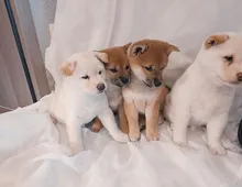 Schöne Shiba inu welpen mit Papieren whatsapp Nummer (+37069673271)