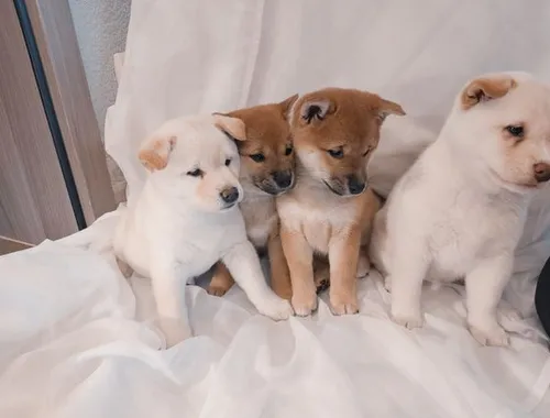 Schöne Shiba inu welpen mit Papieren whatsapp Nummer (+37069673271)