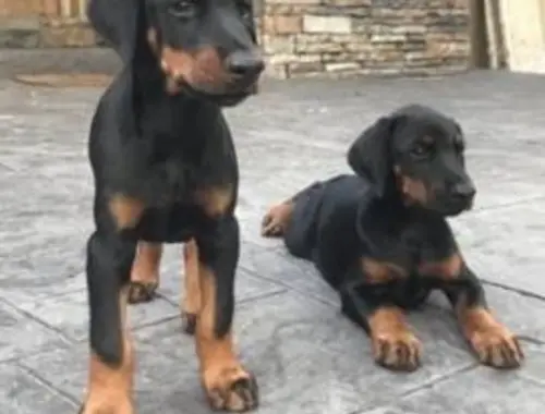 Schöne Dobermann Welpen mit Papieren whatsapp Nummer (+37069673271)