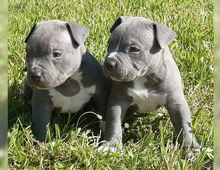 Schöne American Welpen Blue-Line Pit Bull Terrier whatsapp Nummer (+37069673271)