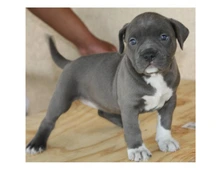 SchöneBlueline welpen American Pitbull Terrier whatsapp Nummer (+37069673271)