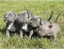 Schöne  Blueline welpen American Pitbull Terrier whatsapp Nummer (+37069673271)