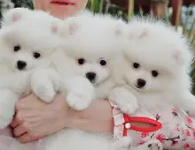 Schöne Mini Zwergspitz Pomeranian BOO welpen mit Papieren whatsapp Nummer (+37069673271)