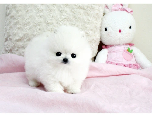 SchöneMINI ZWERGSPITZ POMERANIAN BOO WELPEN ZUM VERSCHENKEN.whatsapp Nummer (+37069673271)