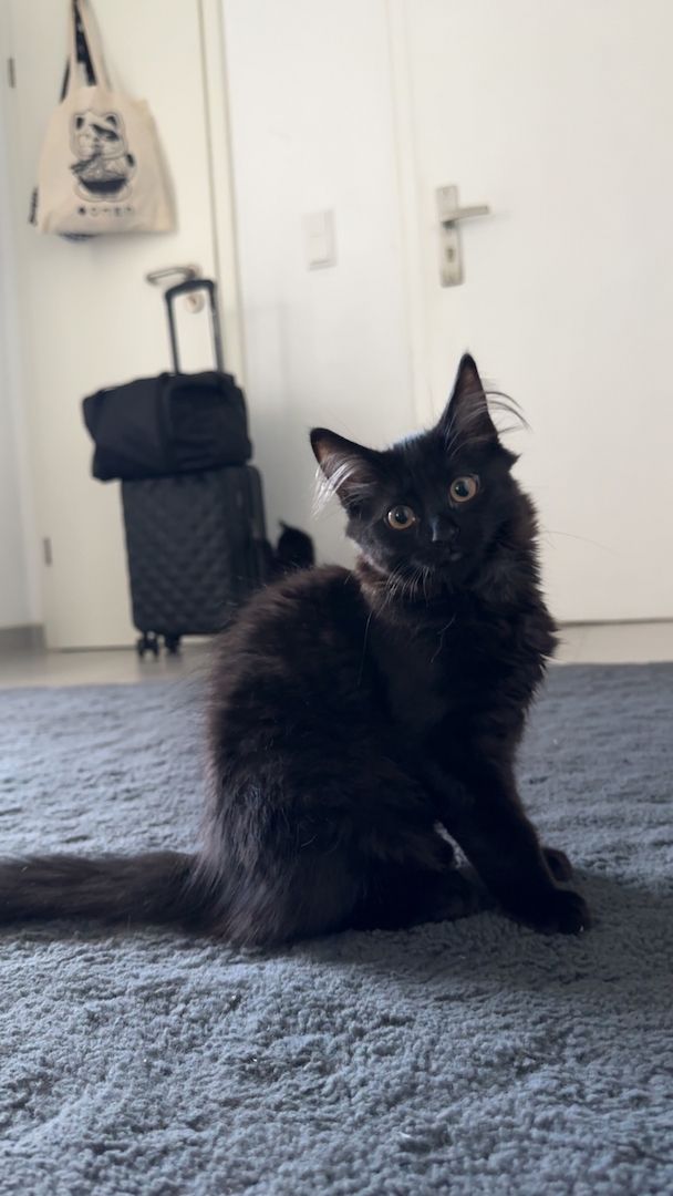 Kitten sucht neues Zuhause Kitten sucht neues Zuhause