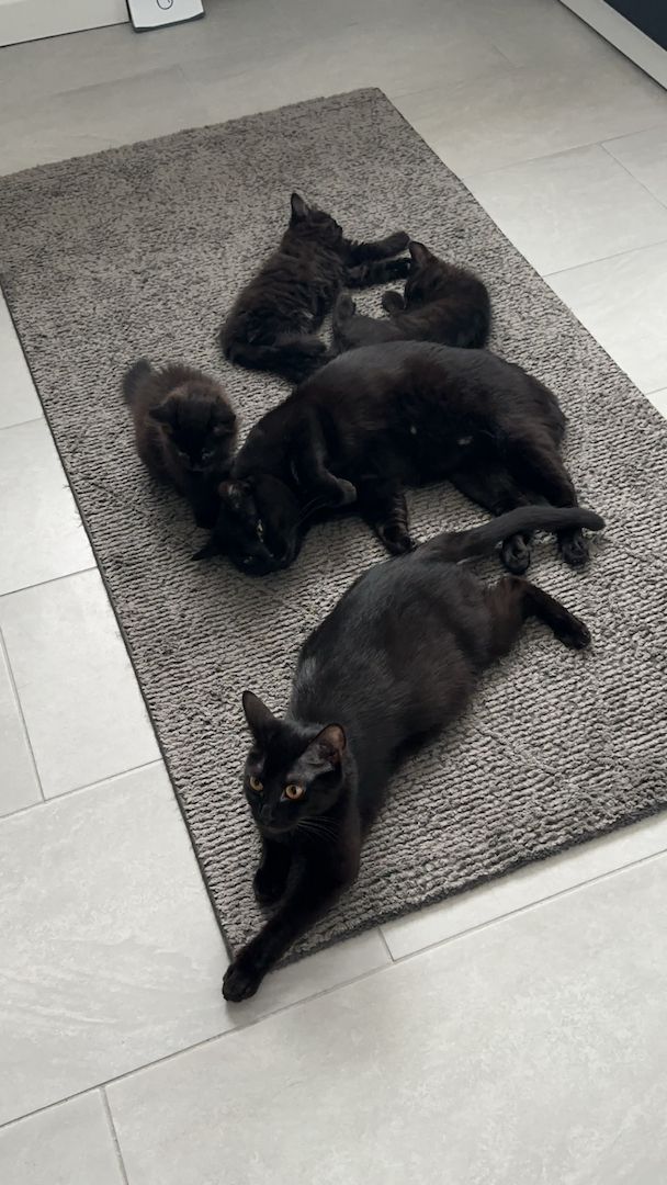 Kitten sucht neues Zuhause Kitten sucht neues Zuhause