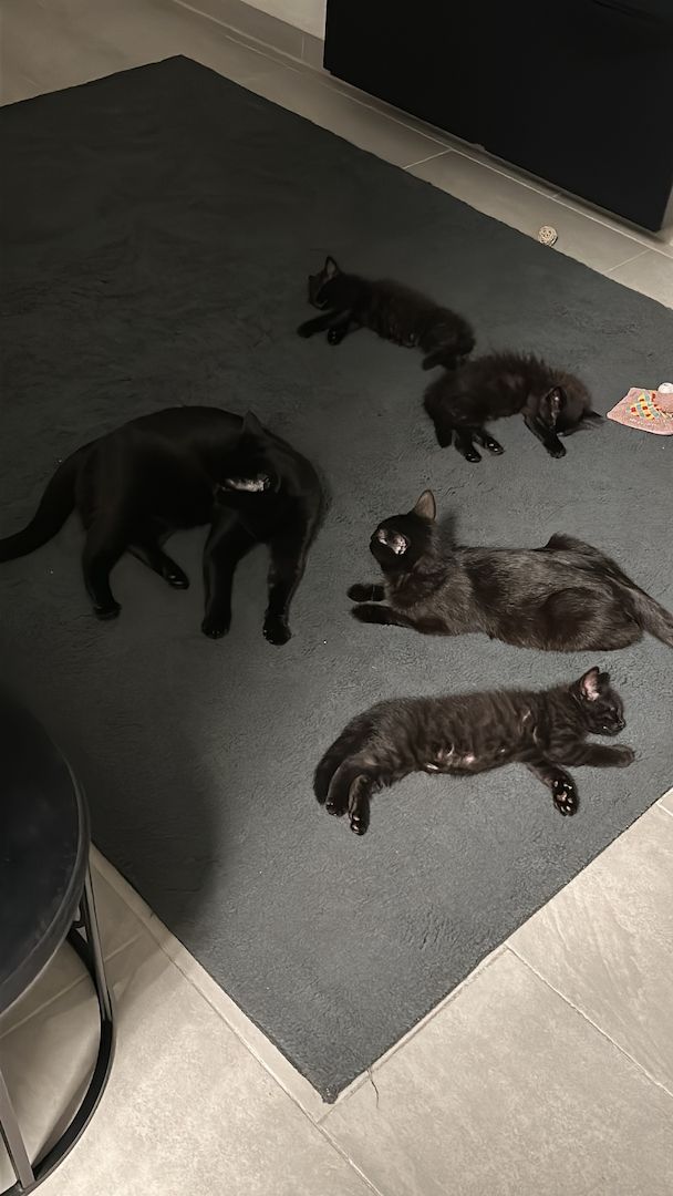Kitten sucht neues Zuhause Kitten sucht neues Zuhause