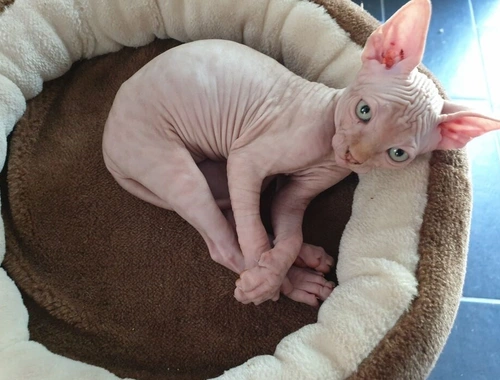 Sphynx Kitten ,,