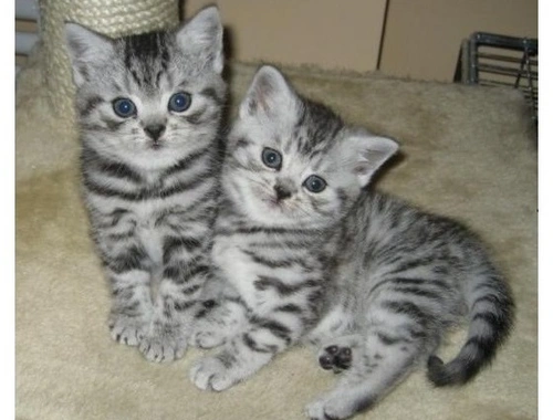 SchöneBritisch Kurzhaar (BKH) Katzenkinder mit Papieren