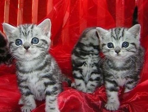 Bkh Silver tabby classic ,,