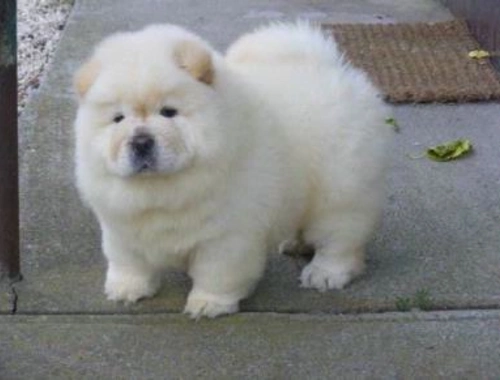 Chow-Chow welpen