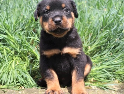 SchöneGolden Retriever Welpen mit papieren