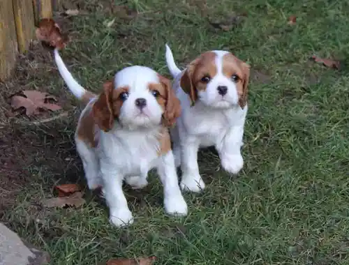 Cavalier-King-Charles Spaniel mit Papieren