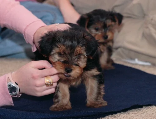 Yorshire Terrier Welpen mit Papieren