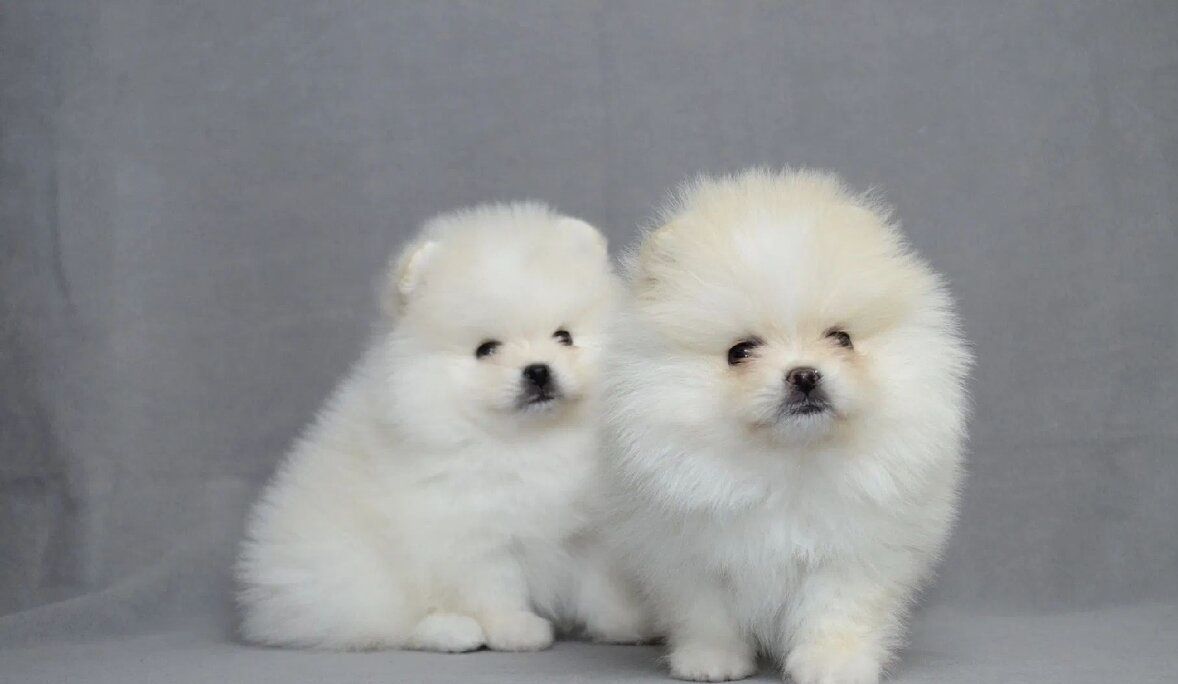 Pommerschen Welpen suchen ein liebevolles Zuhause