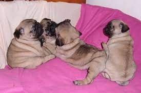 Perfekte Mops Welpen 12 Wochen Alt Perfekte Mops Welpen 12 Wochen Alt