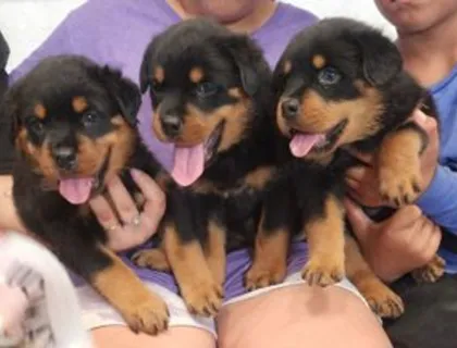 Rottweiler Welpen mit Ahnentafel!