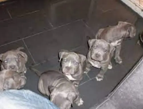 Super American Staffordshire Welpen Blue Line