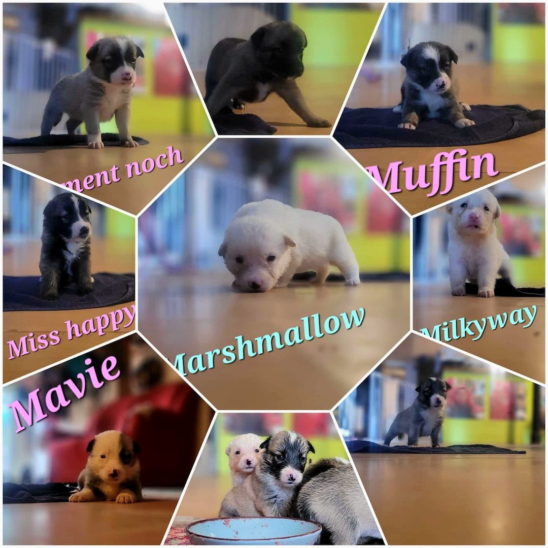 Welpen , Border X Schäferhund Mix