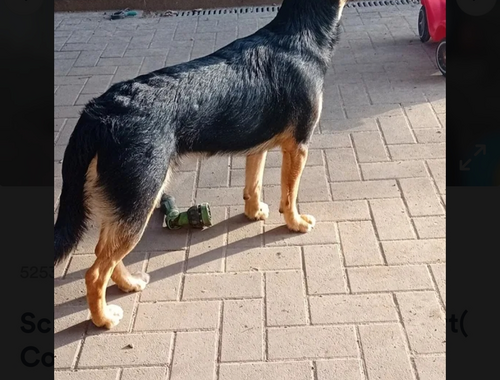 Schäferhund Hovarwart Collie (Sheltie) mix