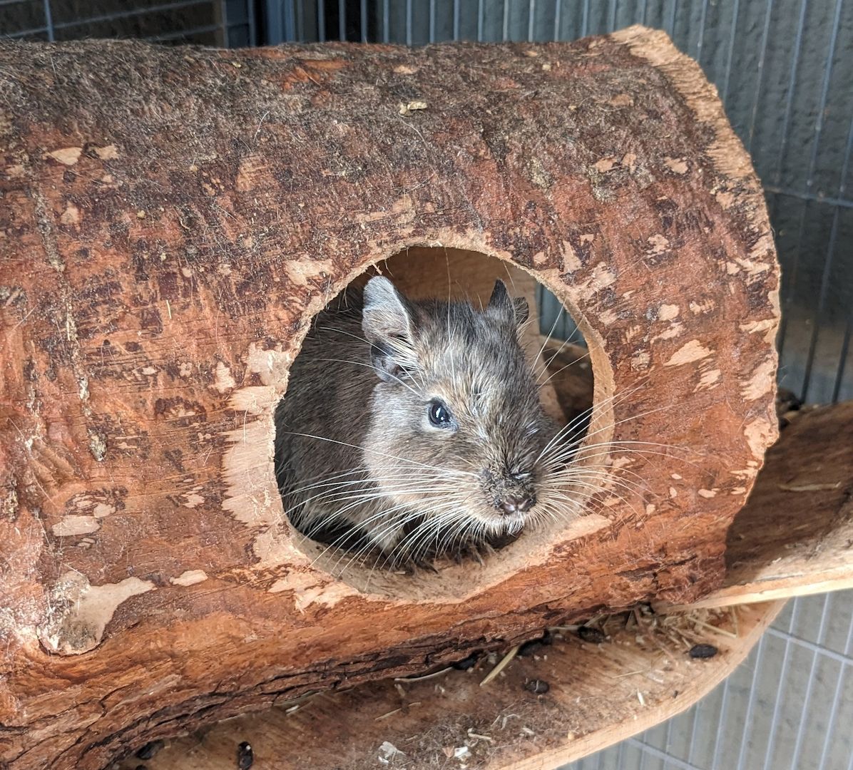 2 Degus zu verschenken