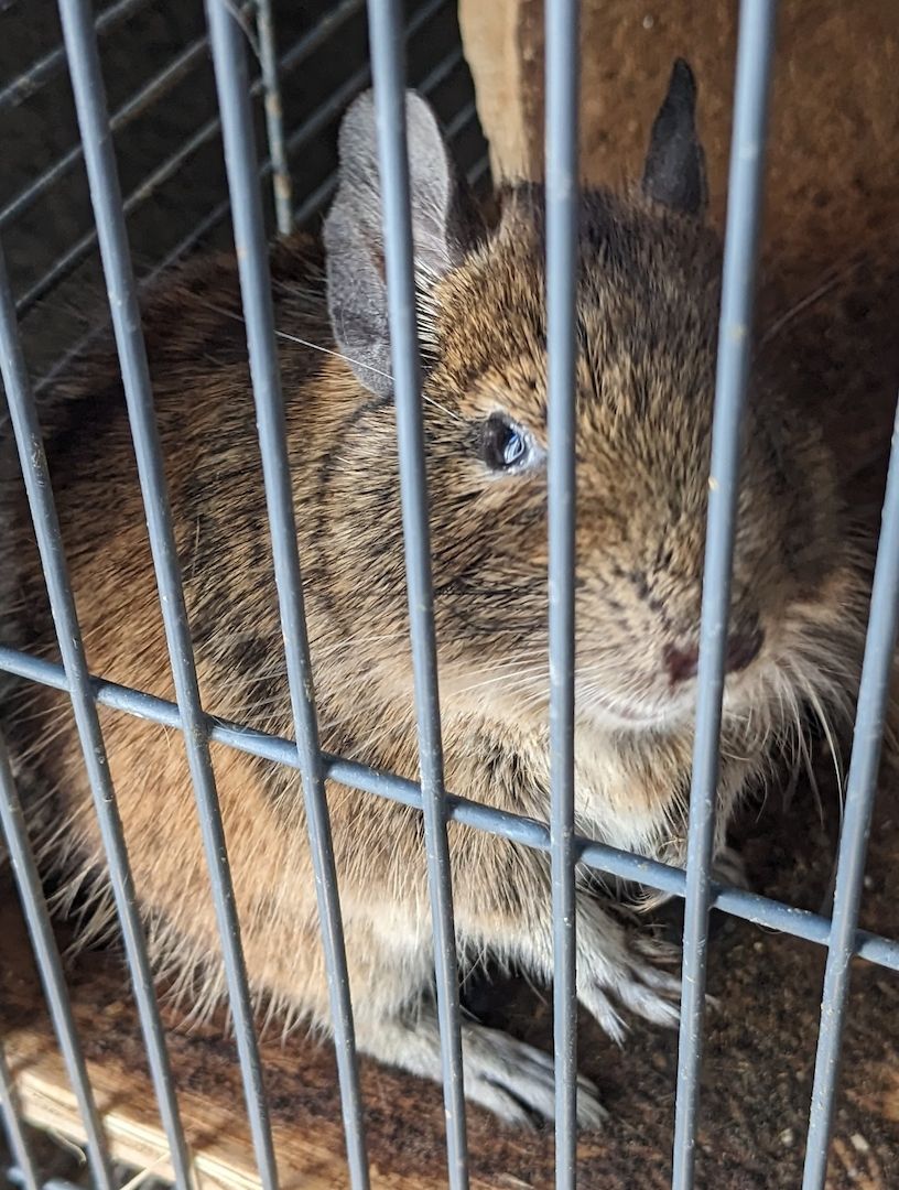 2 Degus zu verschenken
