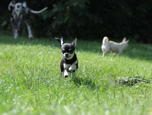 Superkleine Erhältlich Mini-Chihuahua-Welpen (Langhaar und. Kurzhaar