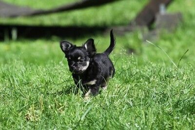 Superkleine Erhältlich Mini-Chihuahua-Welpen (Langhaar und. Kurzhaar