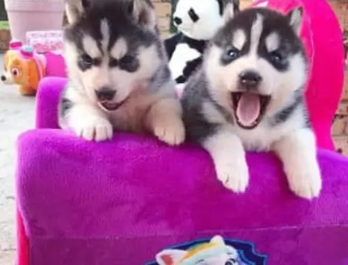 Siberian Husky Welpen zu verkaufen