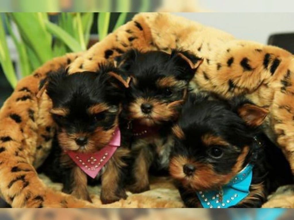 Yorkshire Terrier 12 Wochen mit Papieren