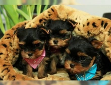 Yorkshire Terrier 12 Wochen mit Papieren