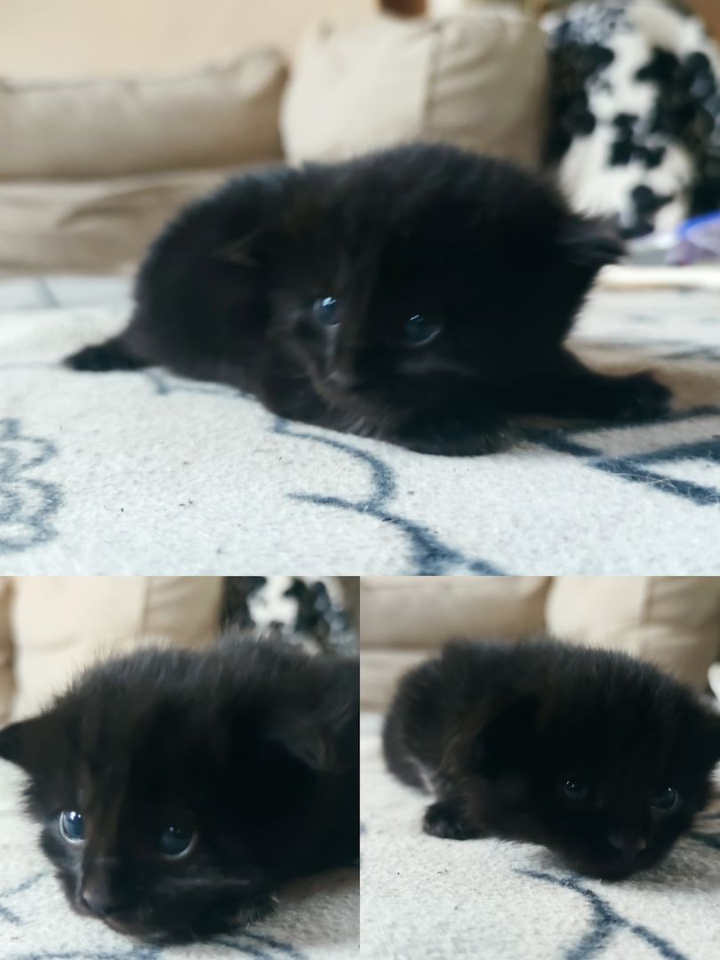 mainecoon mix kitten in liebevolle hände zu verkaufen