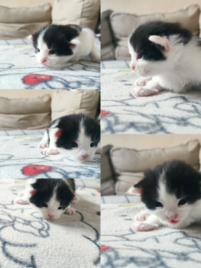 mainecoon mix kitten in liebevolle hände zu verkaufen