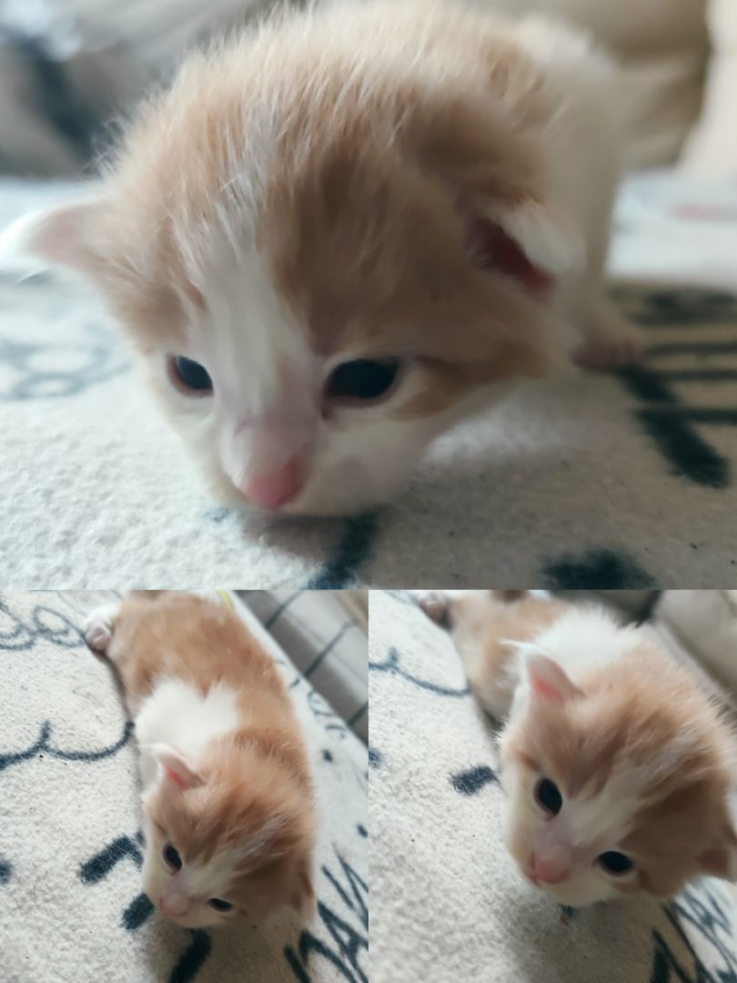 mainecoon mix kitten in liebevolle hände zu verkaufen