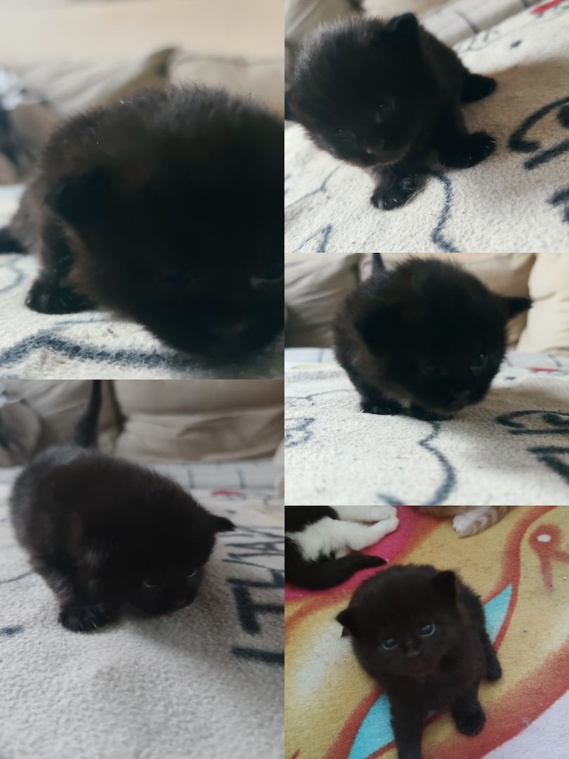 mainecoon mix kitten in liebevolle hände zu verkaufen