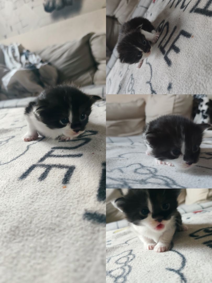 mainecoon mix kitten in liebevolle hände zu verkaufen