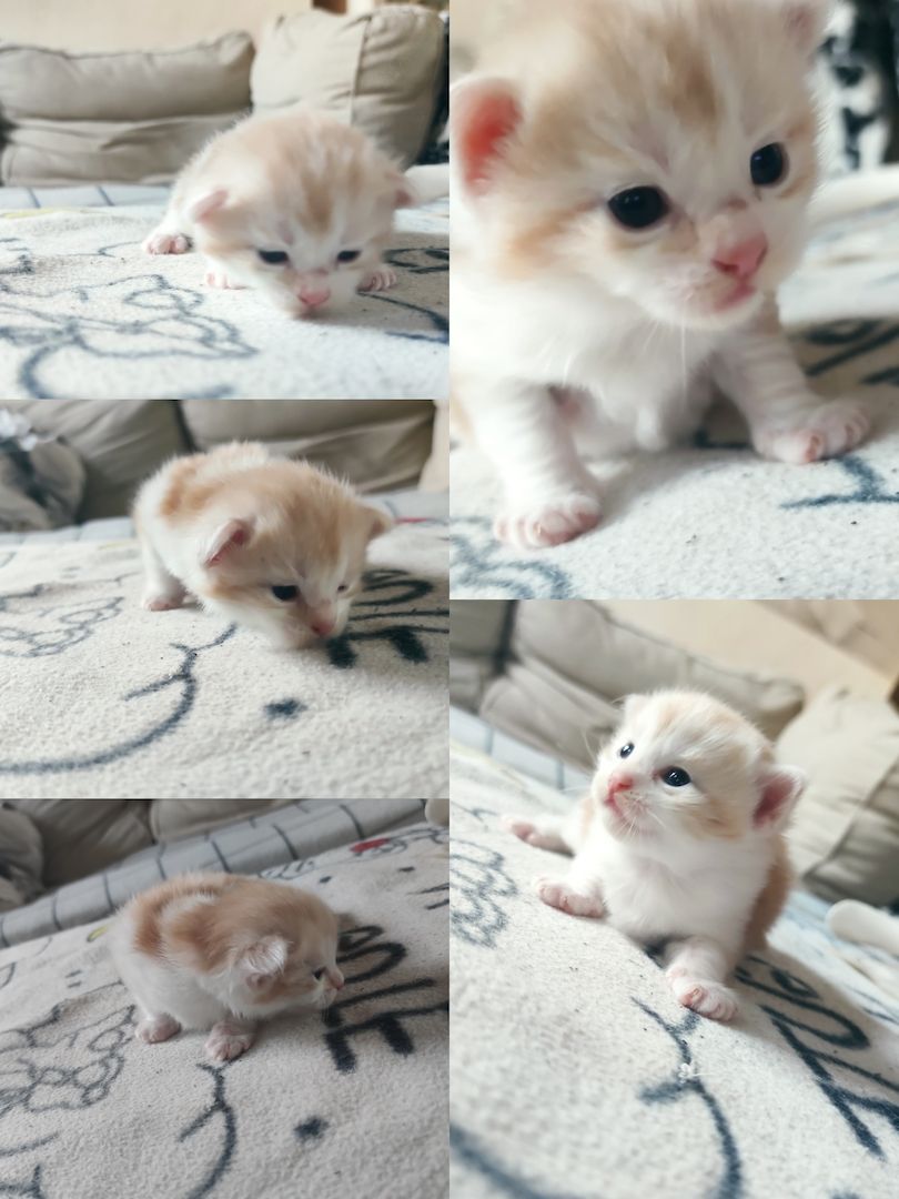 mainecoon mix kitten in liebevolle hände zu verkaufen