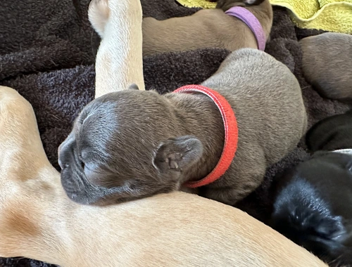 Französische Bulldogge Welpen