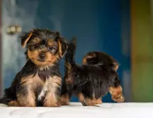 Yorkshire Terrier 12 Wochen mit Papieren