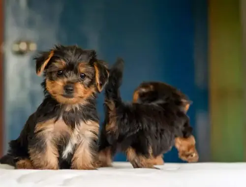 Yorkshire Terrier 12 Wochen mit Papieren