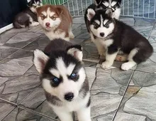 Siberian Husky Welpen zu verkaufen