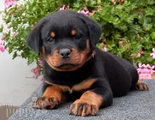 Reinrassiges Rottweiler welpen