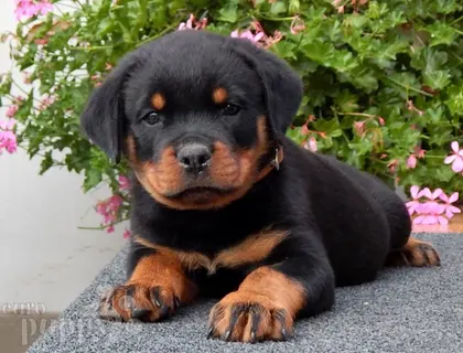 Reinrassiges Rottweiler welpen