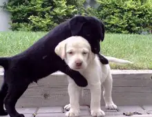 Reinrassige Labradorwelpen mit Ahnentafel.