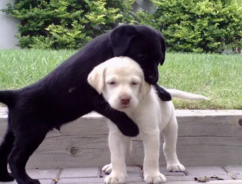 Reinrassige Labradorwelpen mit Ahnentafel.