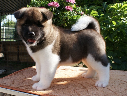 Akita Inu welpen